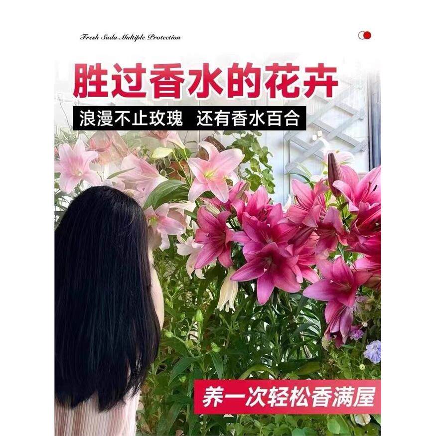 香水百合花盆栽苗带花苞水培室内客厅办公室阳台四季好养植物花卉