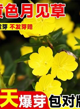黄色月见草种子播开花易活多年生待宵草花种籽庭院阳台盆栽苗