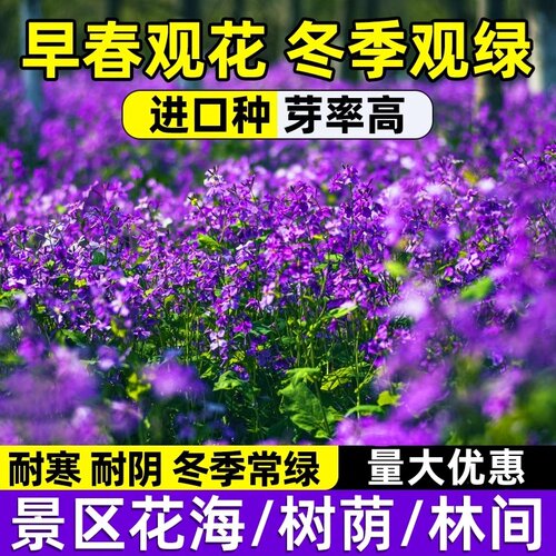 二月兰花种子春秋播种花籽多年生