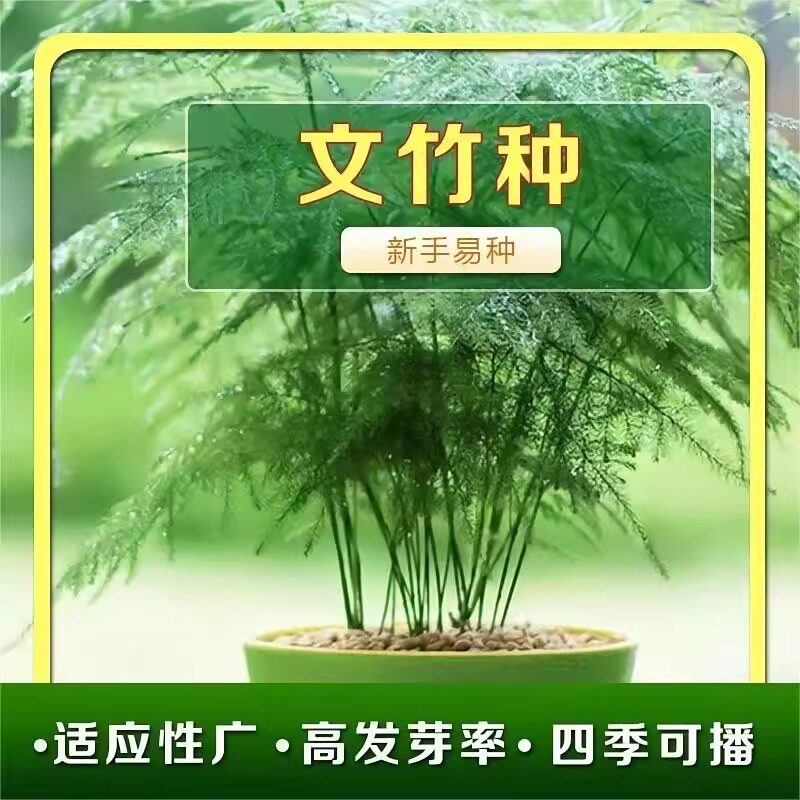文竹种子景观云竹云片松种籽室内盆栽观赏绿植四季常青竹子苗易活