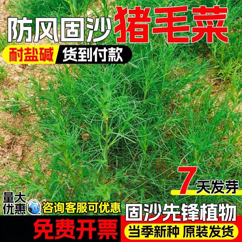 猪毛菜种子多年生防风固沙草籽耐盐耐碱野生猪毛缨扎蓬棵绿化种籽