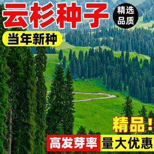 云杉种子当年新采云杉树种子云杉籽一级新种颗粒饱满松树出苗率高