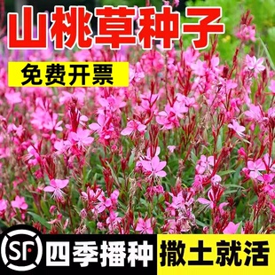山桃草种子千鸟花种籽白蝶草阳台盆栽易种开花易活种籽玉蝶花