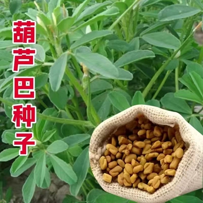 葫芦巴籽中药材葫芦巴种子香草