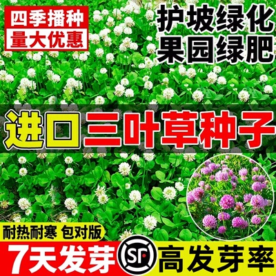 三叶草种子进口红白三叶草草籽