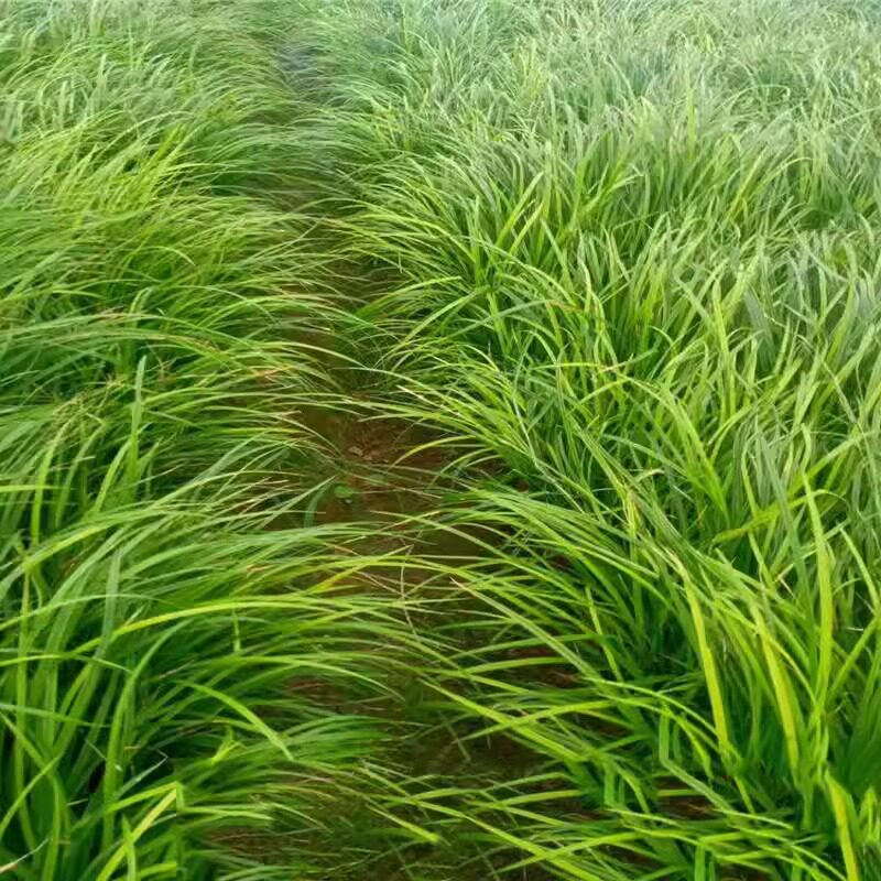 苔草种子青绿薹草种子莎草科多年生长寿草坪叶量大崂峪苔草种籽