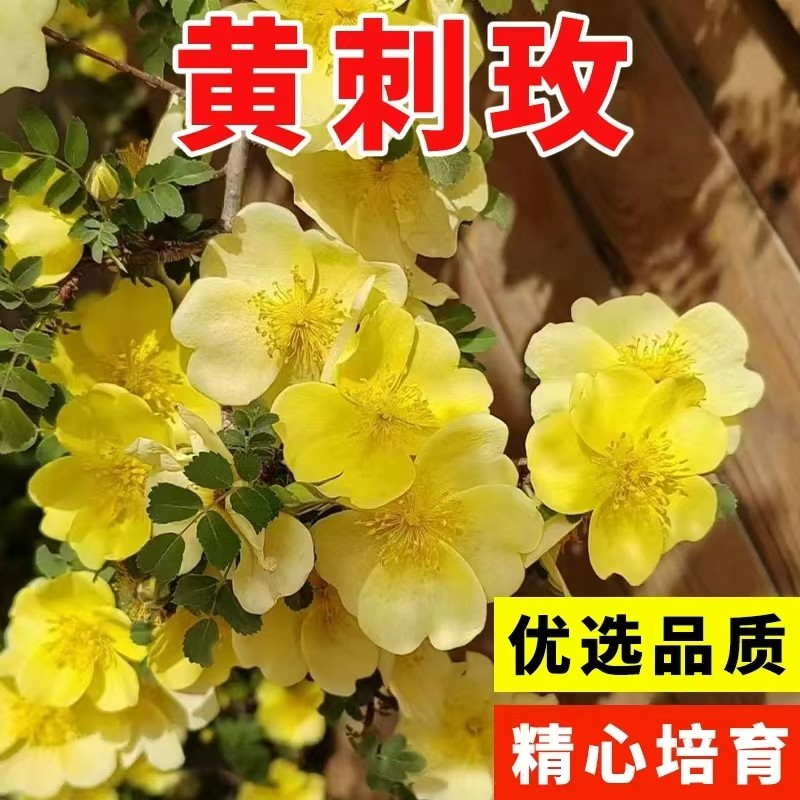 黄刺玫种子红刺玫种植开花易活当年新采种大花藤本玫瑰花种籽