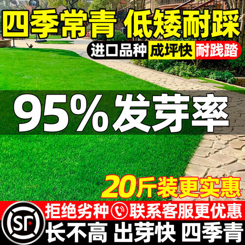 矮生草坪草籽护坡狗牙根四季常青庭院地毯草皮绿化耐寒黑麦草种子