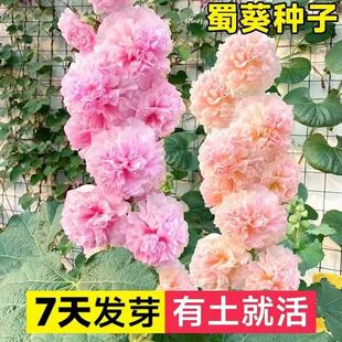 重瓣蜀葵花种子盆栽花苗一丈红易活易种室外阳台春天播种的花种子