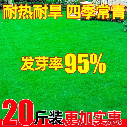 草坪草籽耐寒耐旱护坡狗牙根矮生四季青庭院地毯草绿化黑麦草种子