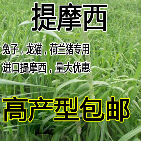 提摩西草种子提草西草木养兔口粮