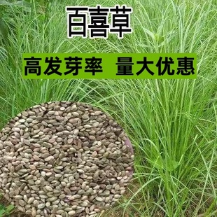 百喜草种子 道路护坡 水土保持 牧草草籽 公路 堤坝绿化草坪种子