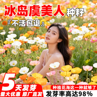 虞美人花种四季多年生耐寒混色冰岛虞美人种子阳台盆栽室外花种籽