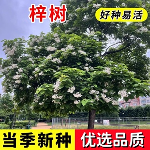 梓树种子 花楸 水桐 河楸 黄金树 臭槐树 梓实 梓白皮 辛树种子