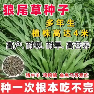 牧草种子多年生养殖高产耐旱杂交狼尾草耐收割牛羊鱼兔草再生