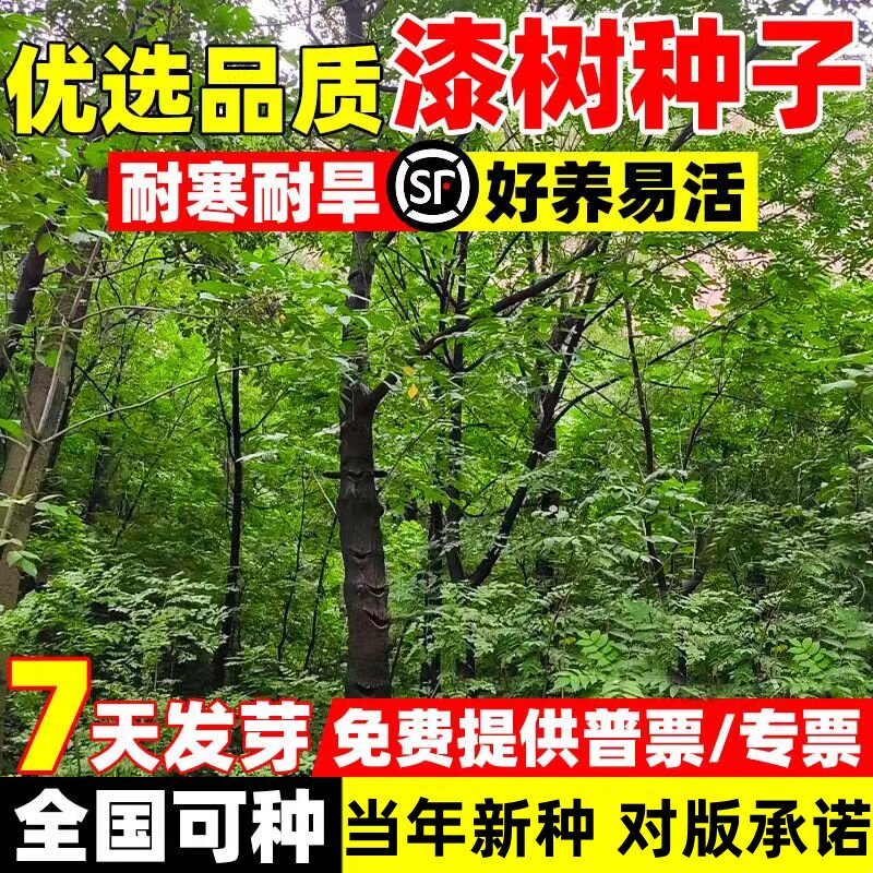 漆树种子四季种易活庭院景观油漆树种列加氏金大小野生木漆树种籽