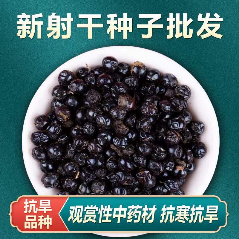 射干种子黑莓易种活多年生耐阴耐寒盆栽春秋播百合乌蒲中药材种籽图片