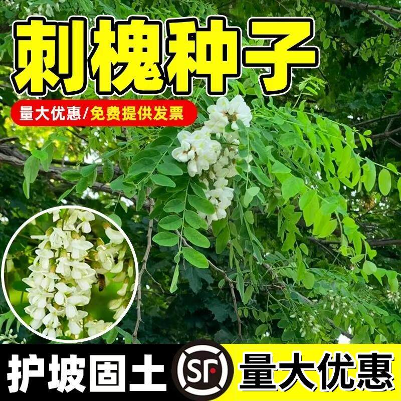 刺槐种子护坡固土草籽草种白花刺槐树香花槐紫穗槐洋槐槐花树种籽