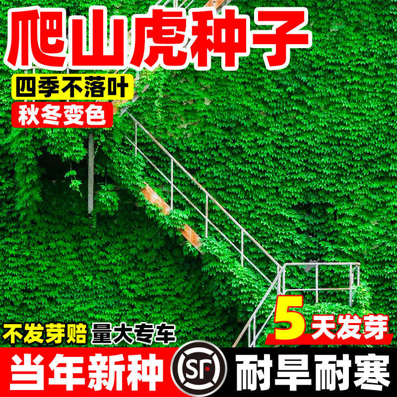 爬山虎种子树苗不落叶草籽藤条爬藤植物爬墙虎苗三五叶四季种籽孑
