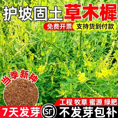 草木犀种子草木樨籽优质牧草种黄花草绿肥耐旱耐寒耐贫瘠蜜源草籽