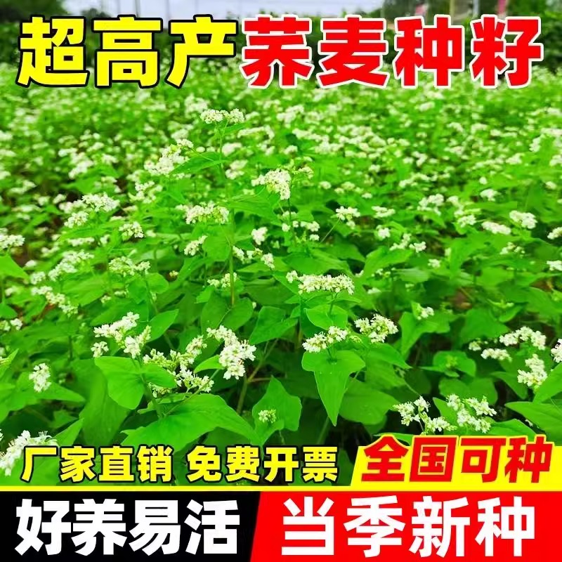 荞麦种子优质甜荞麦种子四季种高产食用黑荞麦五谷杂粮三角麦种籽