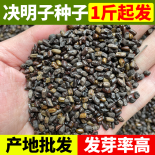 精选决明子种子中药材种植种籽种苗正宗决明孑沙滩玩具泡茶装枕头