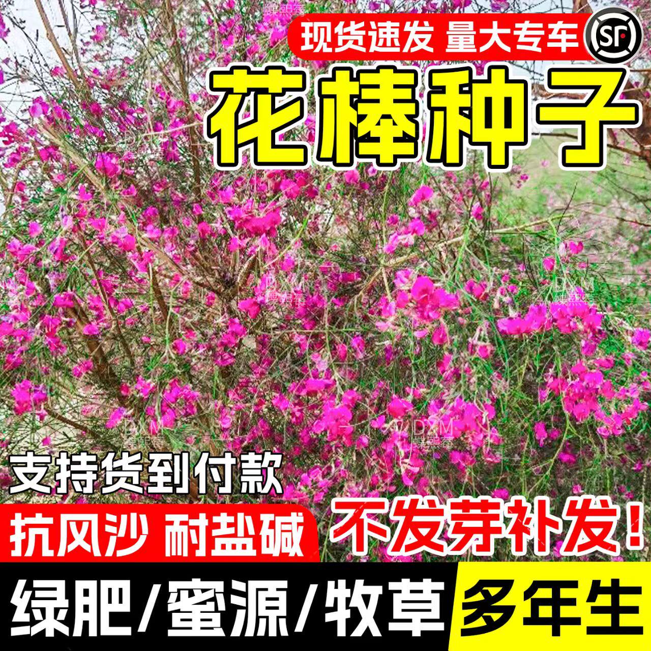 花棒种子牧草种子固沙灌木种籽细枝岩黄芪牛羊饲料防风观赏型草种