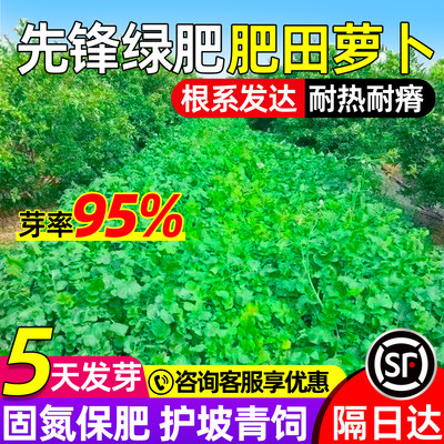肥田萝卜种子耐热耐贫瘠土壤改善