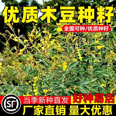 木豆种子豆蓉观音豆树豆柳豆绿