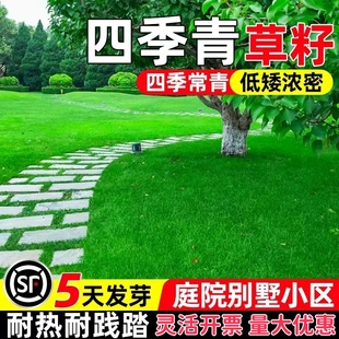 草坪草籽四季常青护坡马尼拉耐旱狗牙根庭院地毯草绿化黑麦草种子