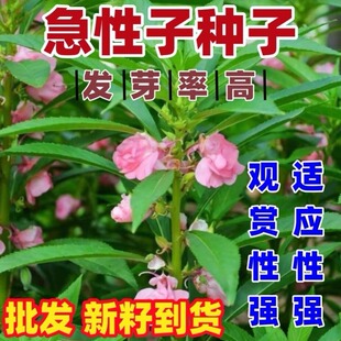 急性子籽四季庭院盆栽地栽凤仙花透骨草指甲花急性子桃红金凤花