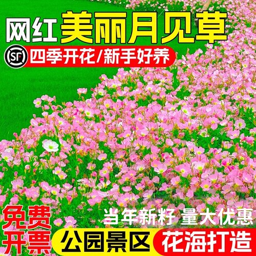 美丽月见草花种籽开花