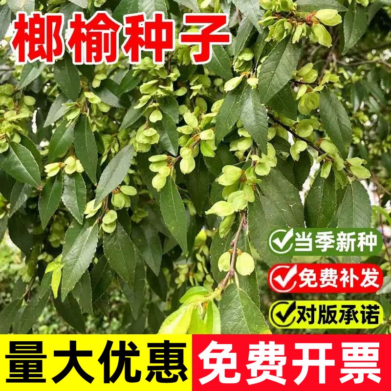 新采榆树种子榆树墙种籽耐寒绿化行道树白榆树榆钱金叶榆榔榆种孑