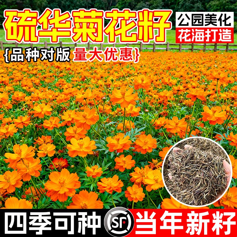 硫化菊花籽波斯菊黄秋英硫华菊花籽四季播种开花易种活耐贫瘠种籽