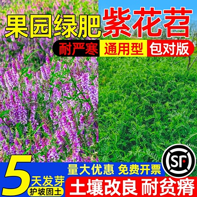 光叶紫花苕子种子耐寒耐贫瘠护坡