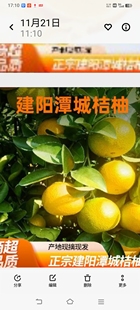 现摘现发福建建阳甜桔柚新鲜水果皮薄甜心橘柚当季