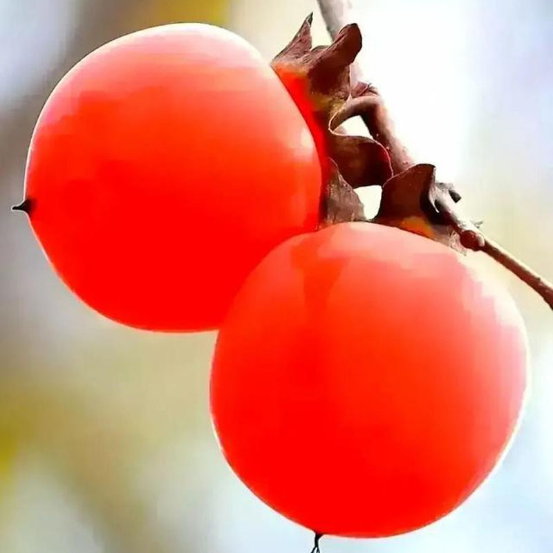 正宗陕西临潼火晶柿子树