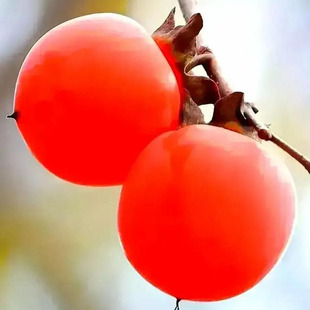 正宗陕西临潼火晶柿子树苗嫁接水晶软柿子南方北方种植当年结果