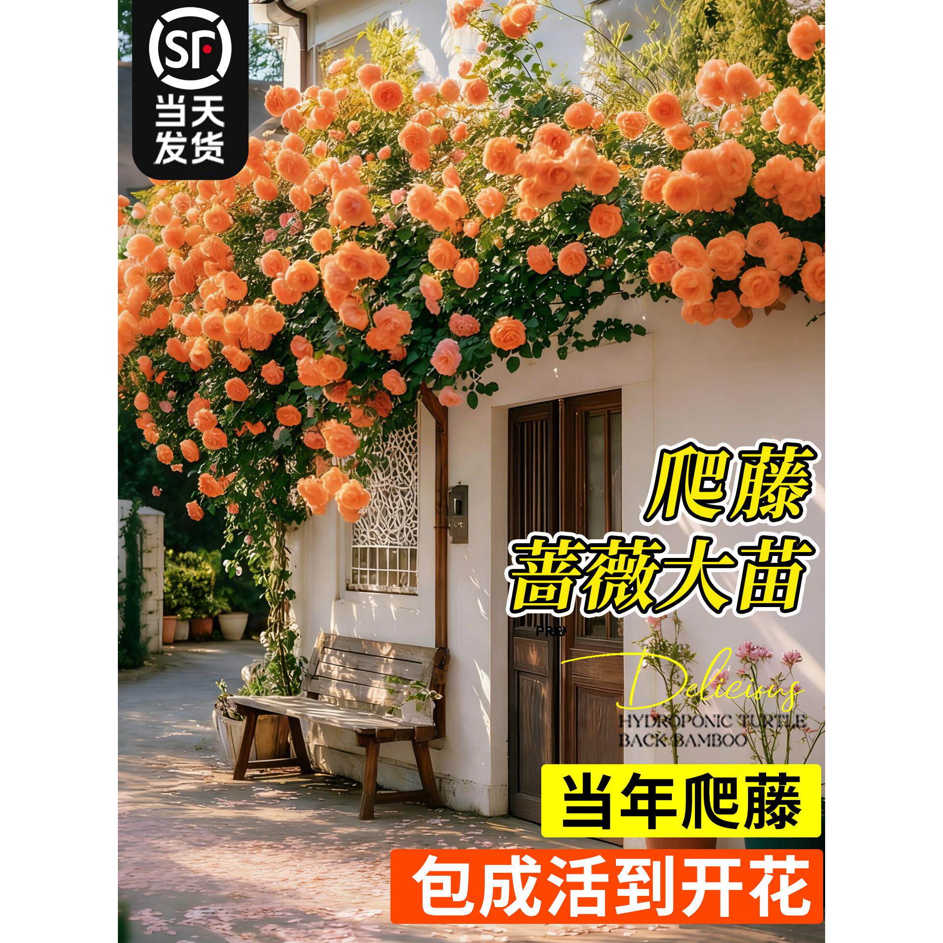 特级蔷薇花苗爬藤四季老桩庭院爬墙藤本月季花卉盆栽绿植玫瑰开花