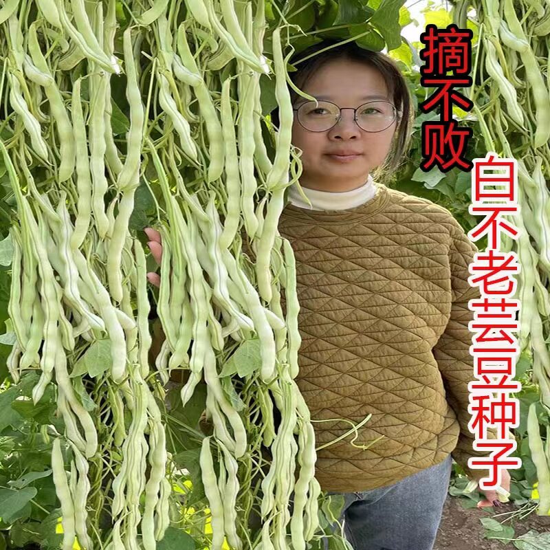 摘不败九粒白芸豆种子四季高产扁芸豆豆角籽早熟打架四季豆蔬菜孑