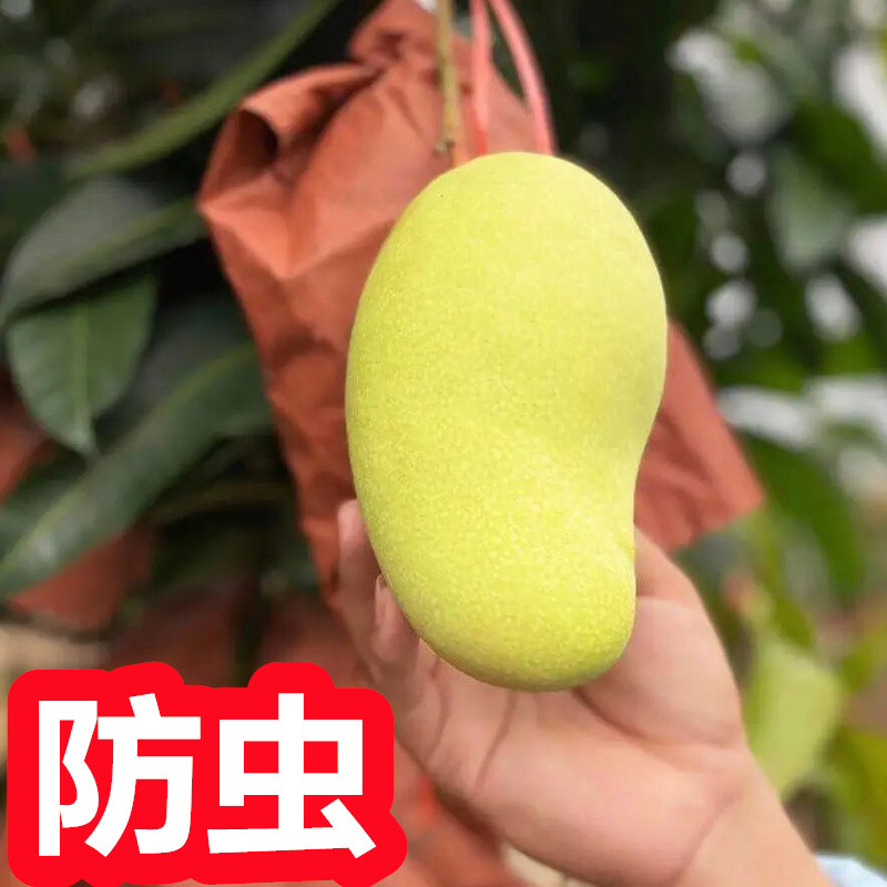 芒果套袋专用袋 包芒果袋子 芒果防虫袋芒果专用袋水果金黄煌保护