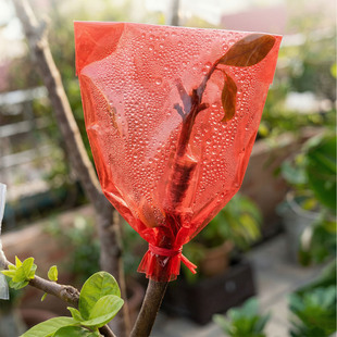 果树嫁接专用套袋红色 果树嫁接套袋 保湿袋子树苗自封三角梅保温