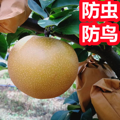 梨子专用套袋防虫防鸟防雨水防晒