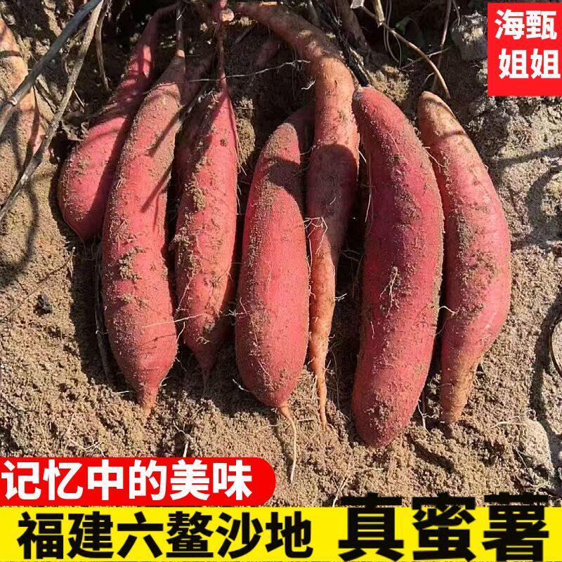 六鳌红心地瓜沙地蜜薯新