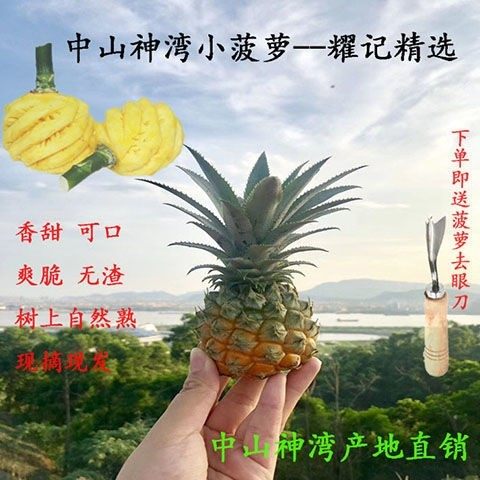 中山特产神湾菠萝净重3斤