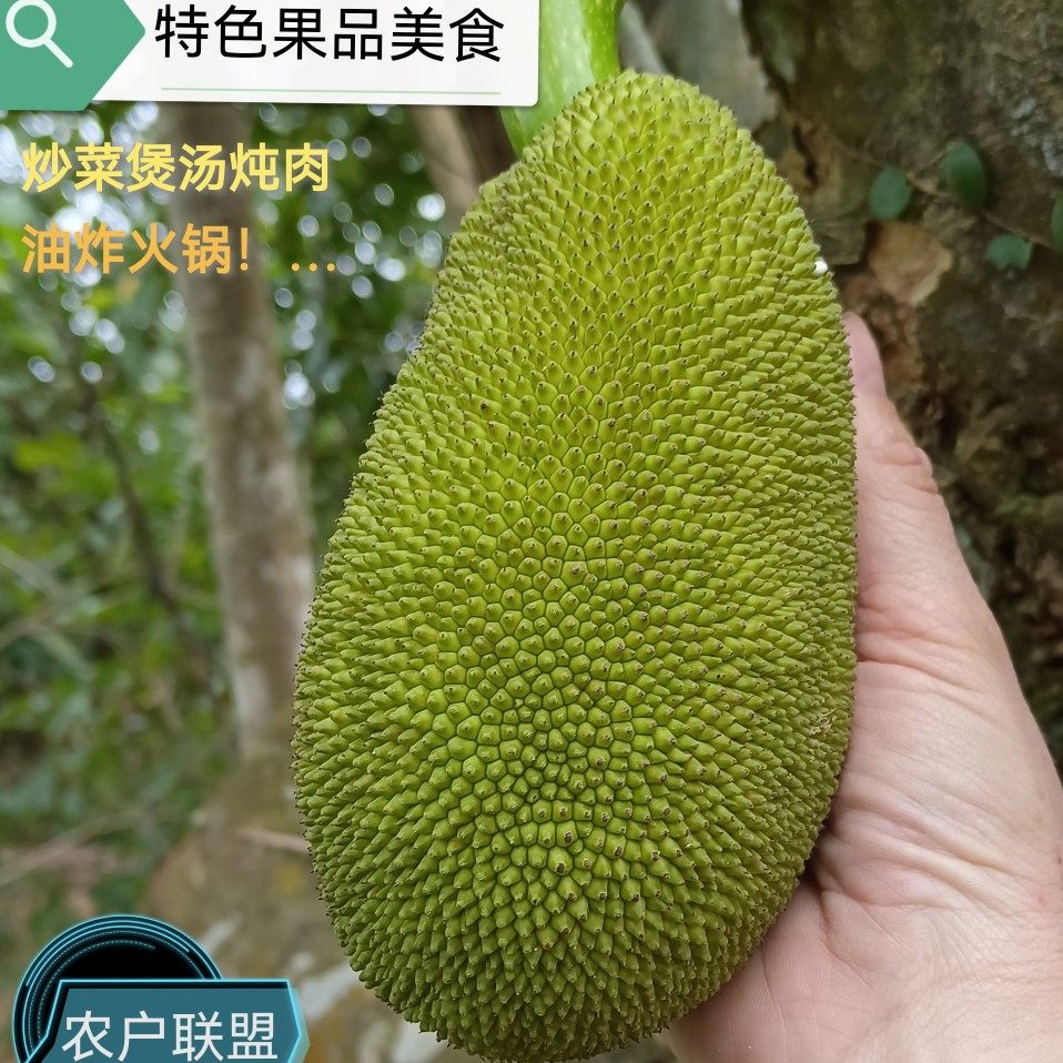 海南原生态菠萝蜜新鲜水