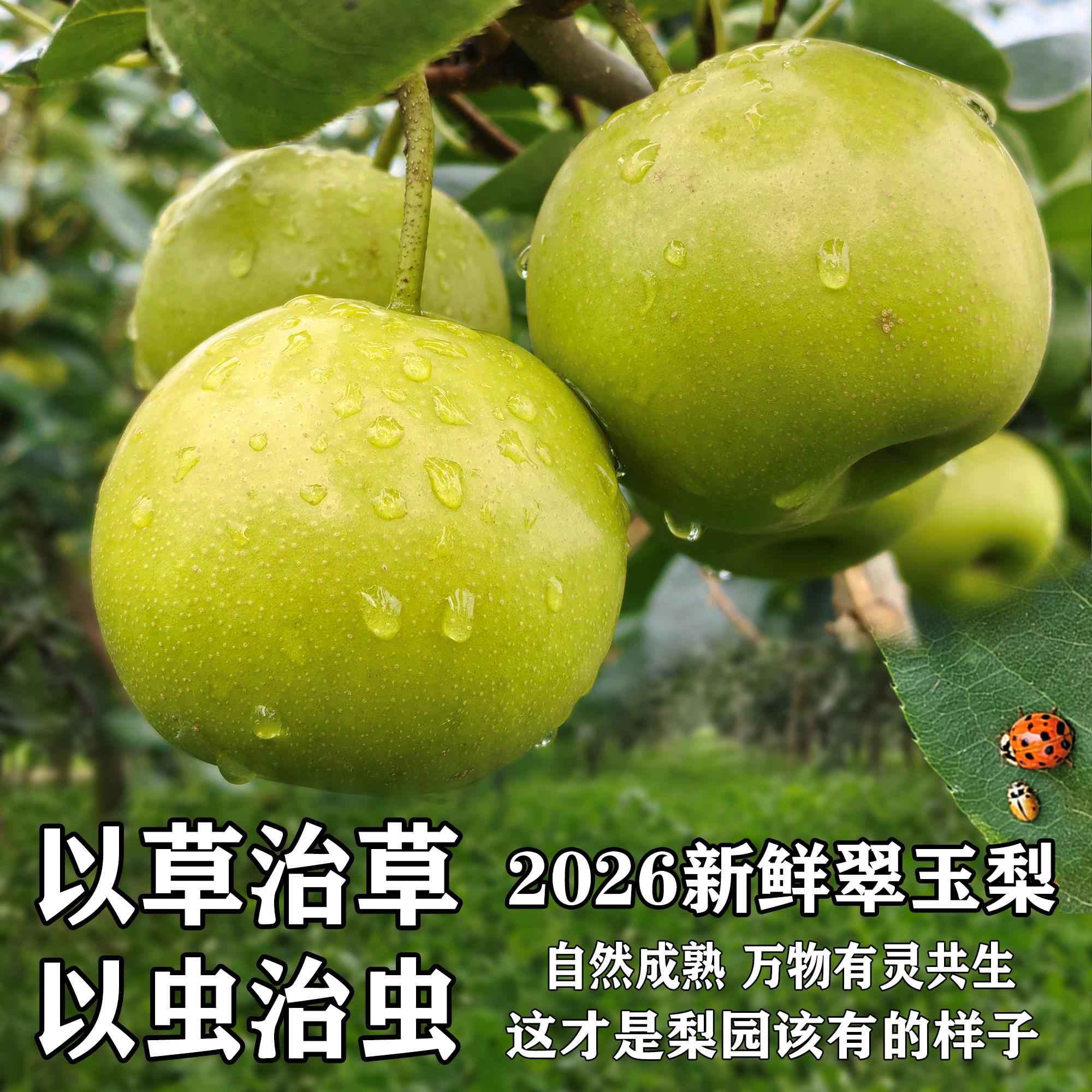 湖北翠玉梨苏翠一号梨新