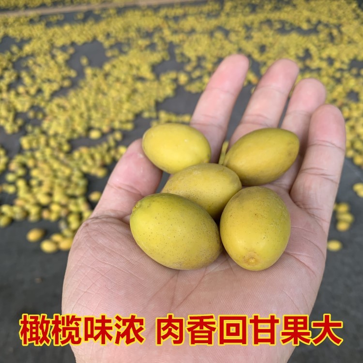 潮汕特产新鲜三捻青橄榄金灶正宗三棱三捻橄榄孕妇水果顺丰包邮