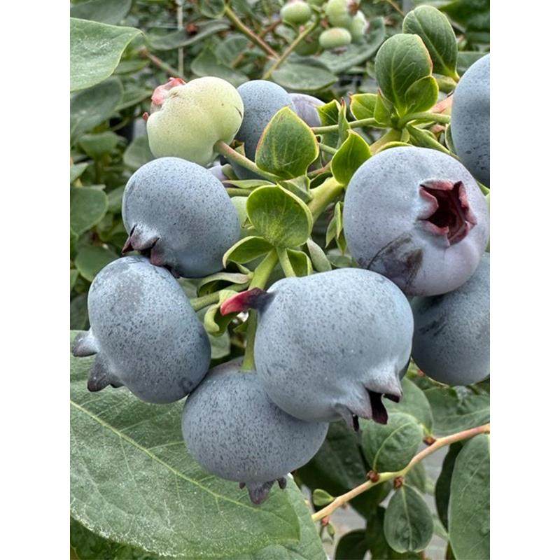 云南新鲜孕妇水果现摘花香脆甜多汁蓝莓,包装,水果包装,淘宝优惠券,粉丝福利购,淘宝优惠卷