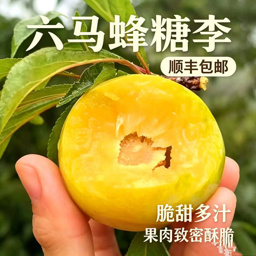 【次日达】正宗贵州六马